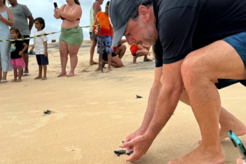 Trabalho de preservação ambiental contribui com a preservação das tartarugas marinhas nas praias de Alcobaça