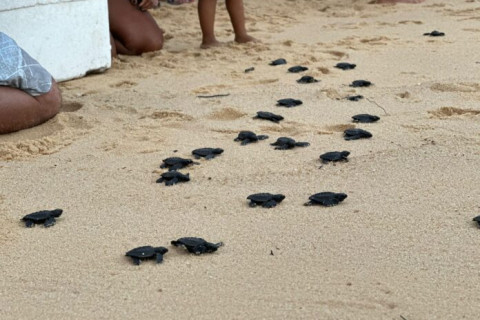 Tartarugas marinhas são soltas em Alcobaça