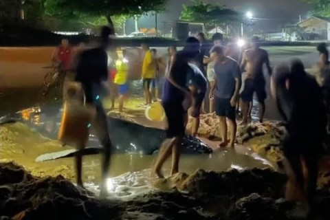 Comunidade de Alcobaça se une para resgatar baleia jubarte encalhada e garante seu retorno ao oceano
