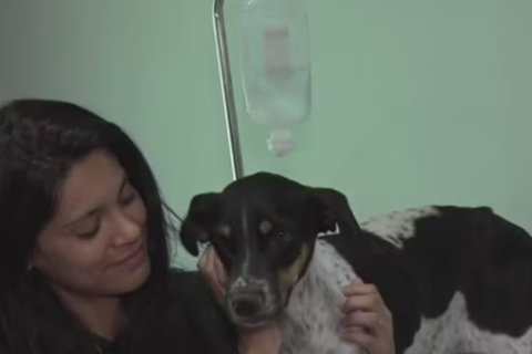 Surto de virose deixa pelo menos 100 cães mortos em cidade do Extremo Sul baiano